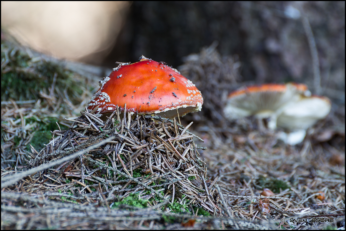 Fliegenpilz