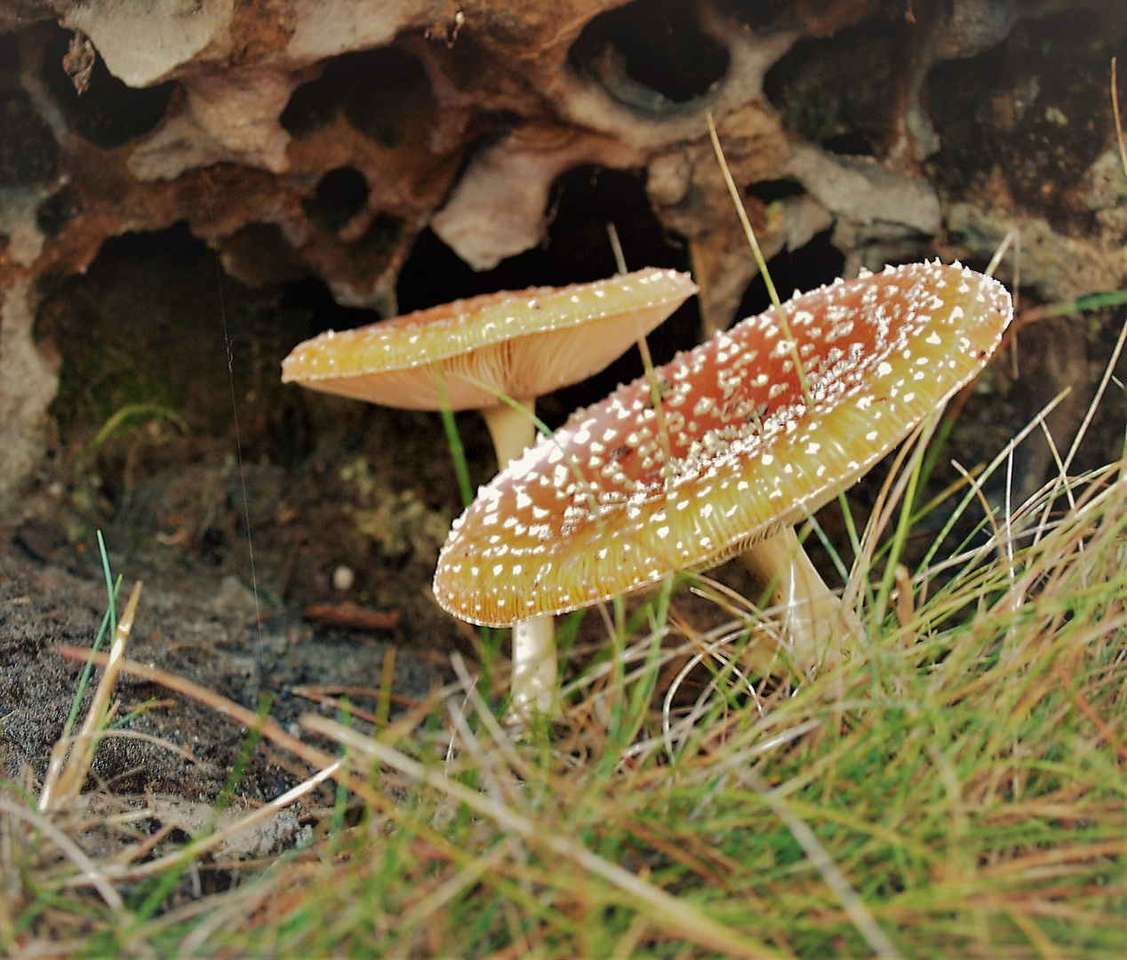 Fliegenpilz