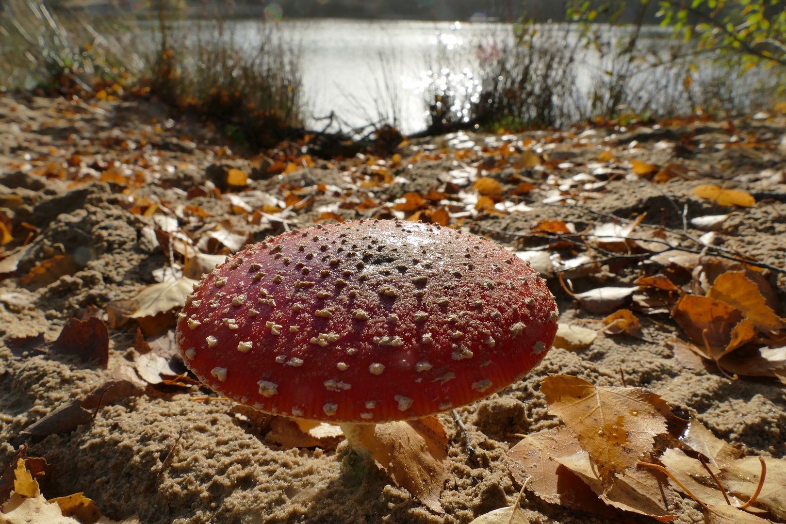 Fliegenpilz am Baggersee