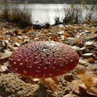 Fliegenpilz am Baggersee