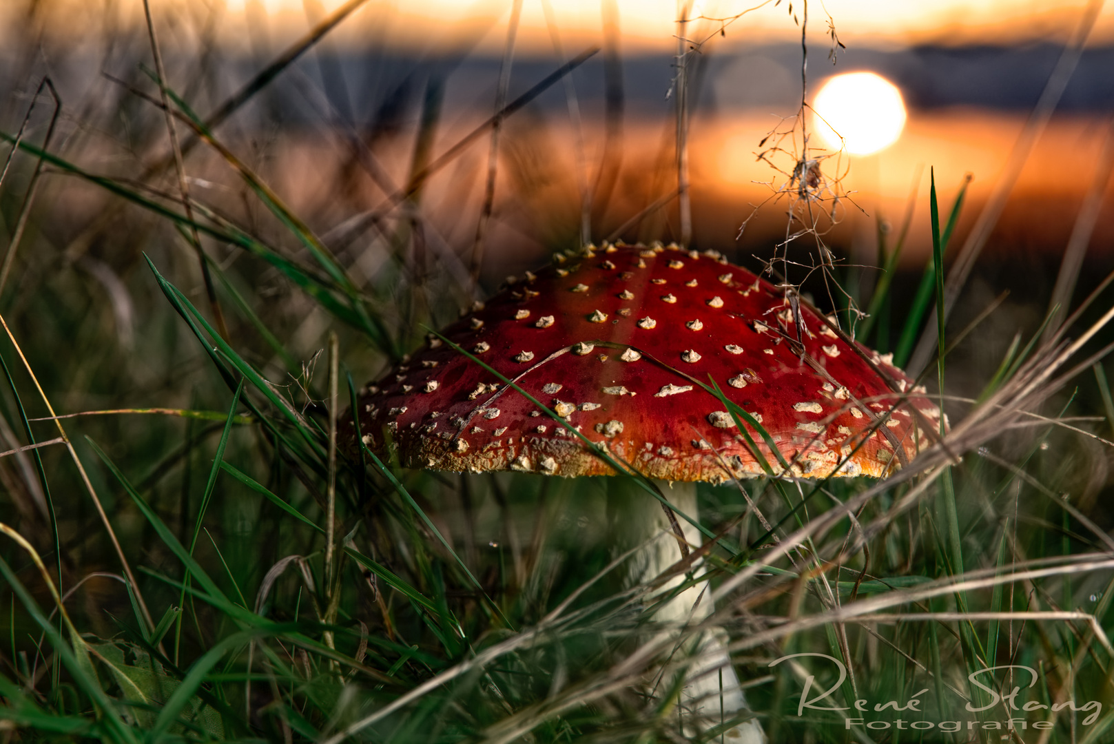 Fliegenpilz am frühen Morgen