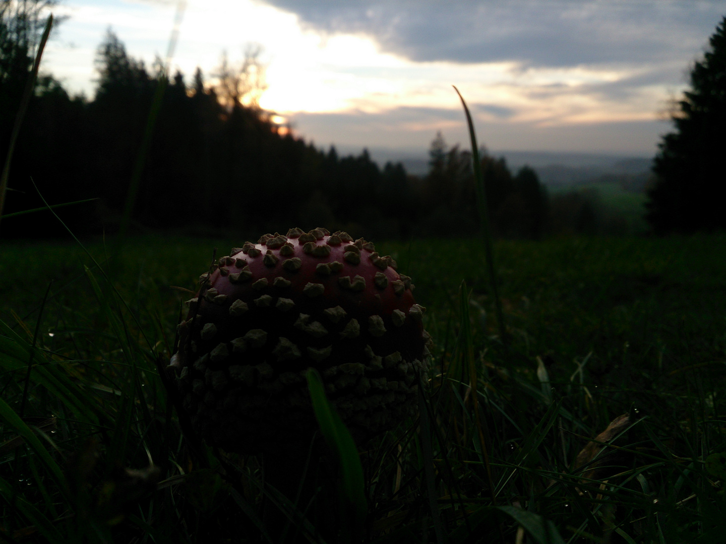 Fliegenpilz am Hohen Forst