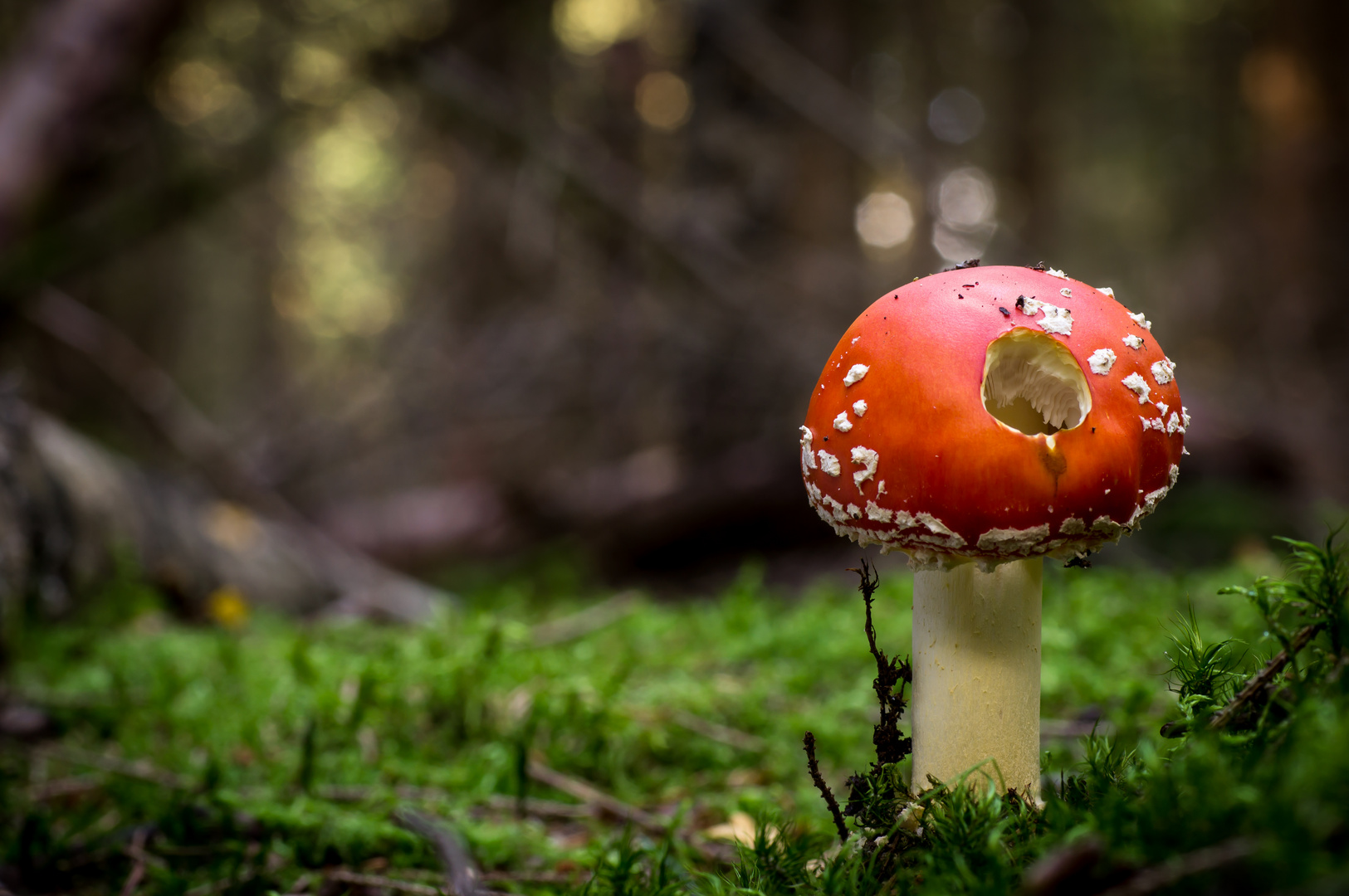 Fliegenpilz am Rauhen Kulm