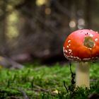 Fliegenpilz am Rauhen Kulm