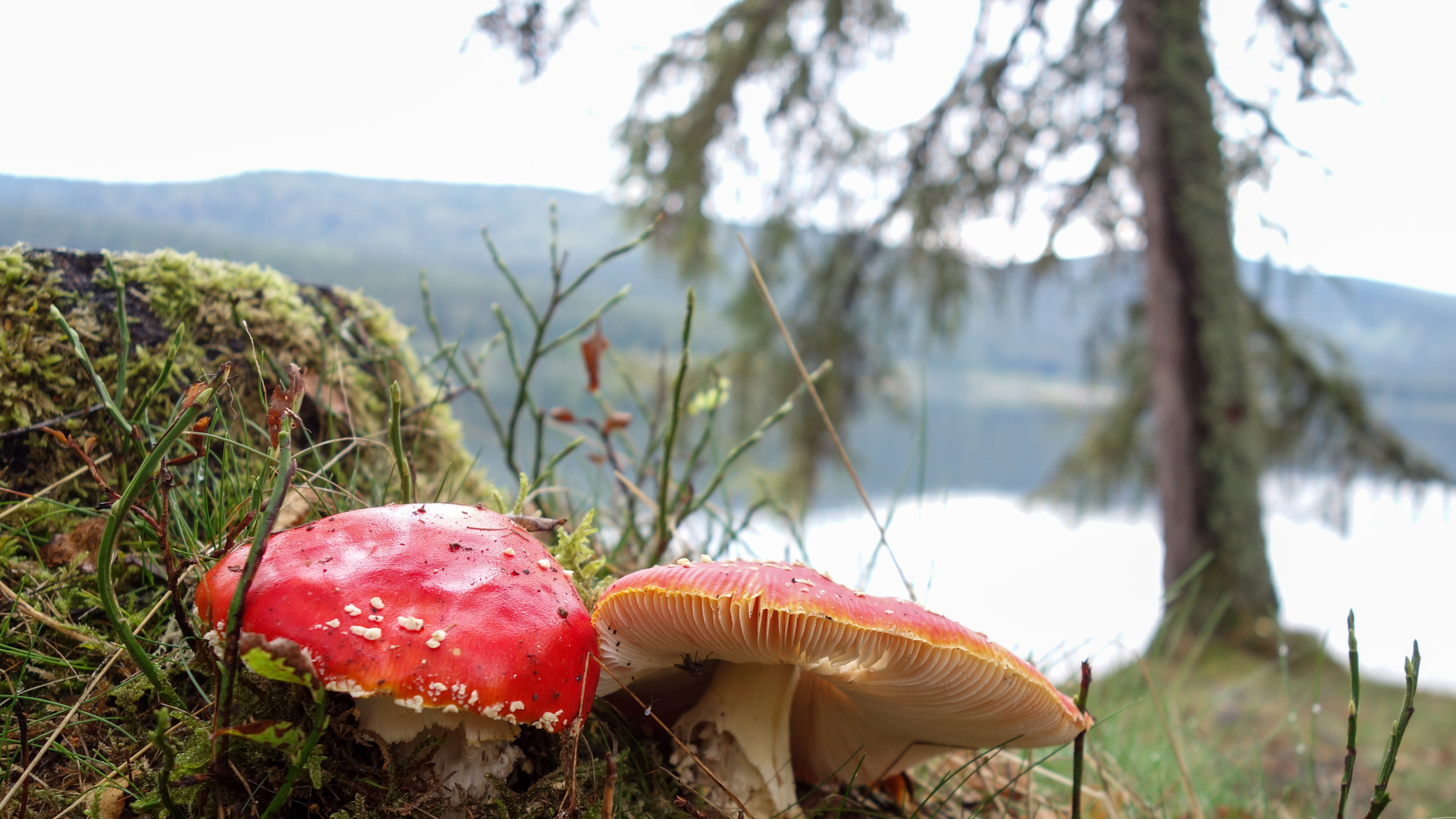 Fliegenpilz am Schluchsee