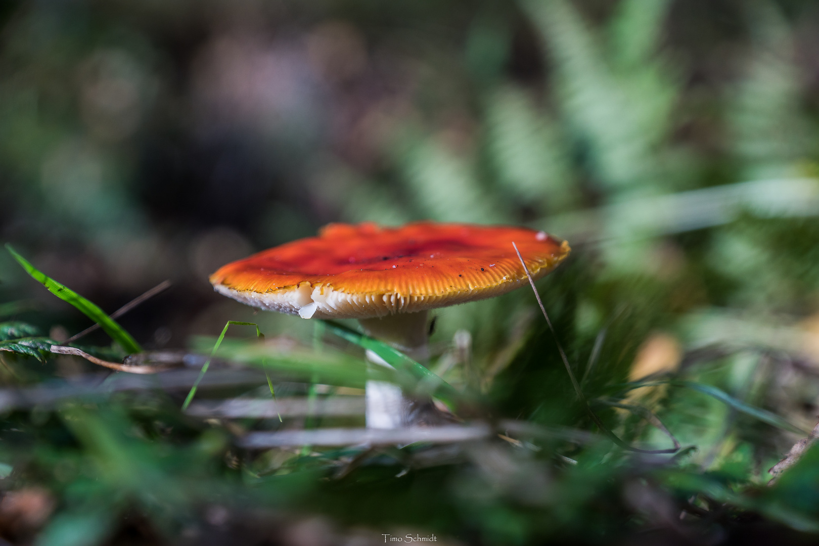 Fliegenpilz am Wegrand beim Sonntagspaziergang