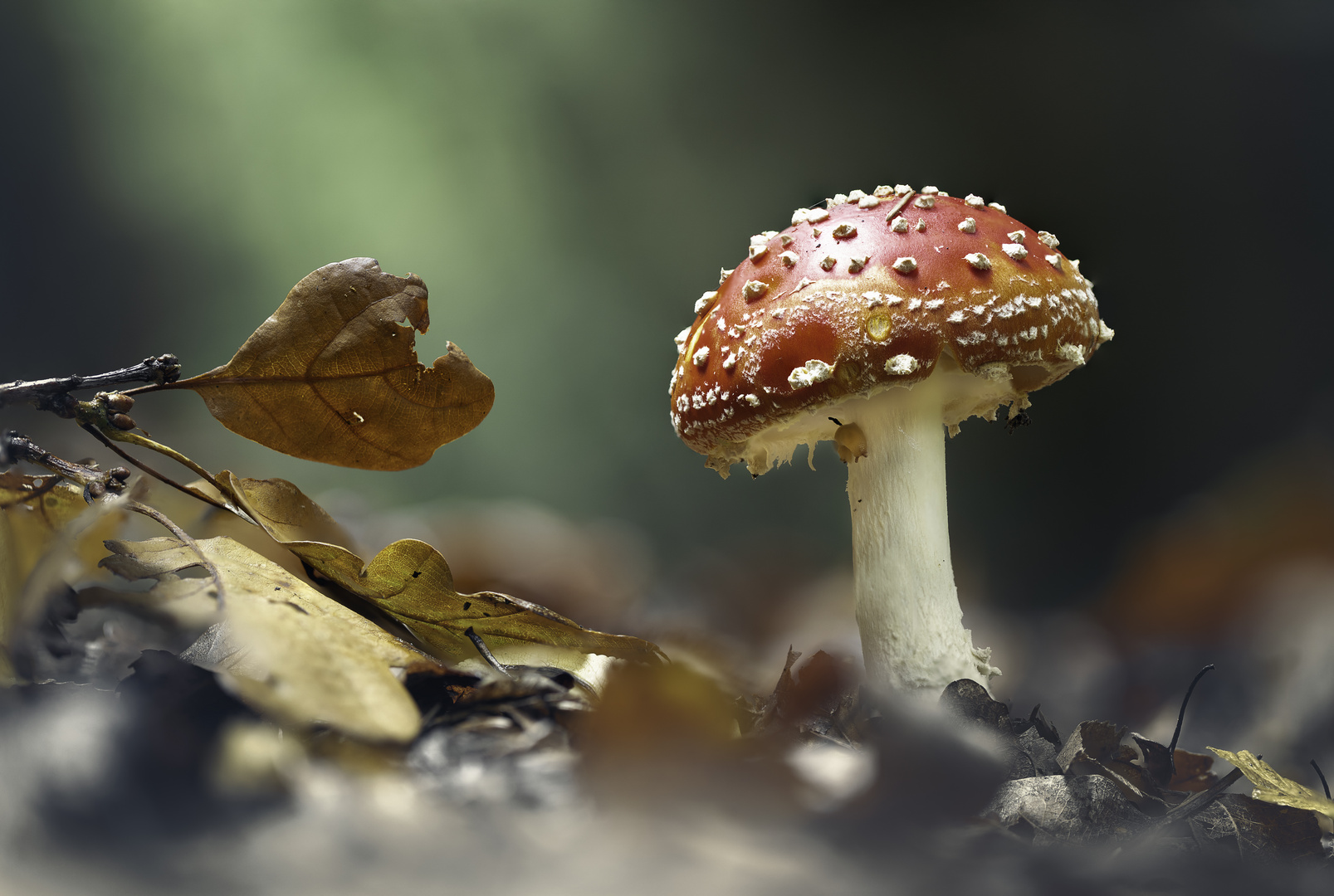 Fliegenpilz (amanita muscaria)