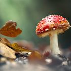 Fliegenpilz (amanita muscaria)