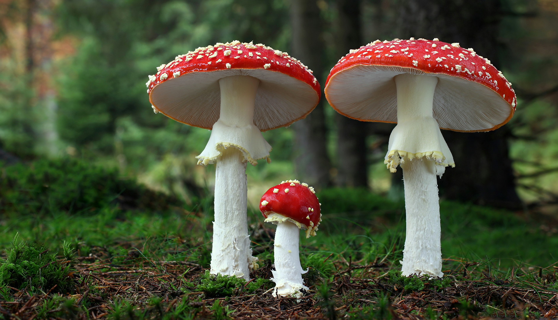 Fliegenpilz (Amanita muscaria)