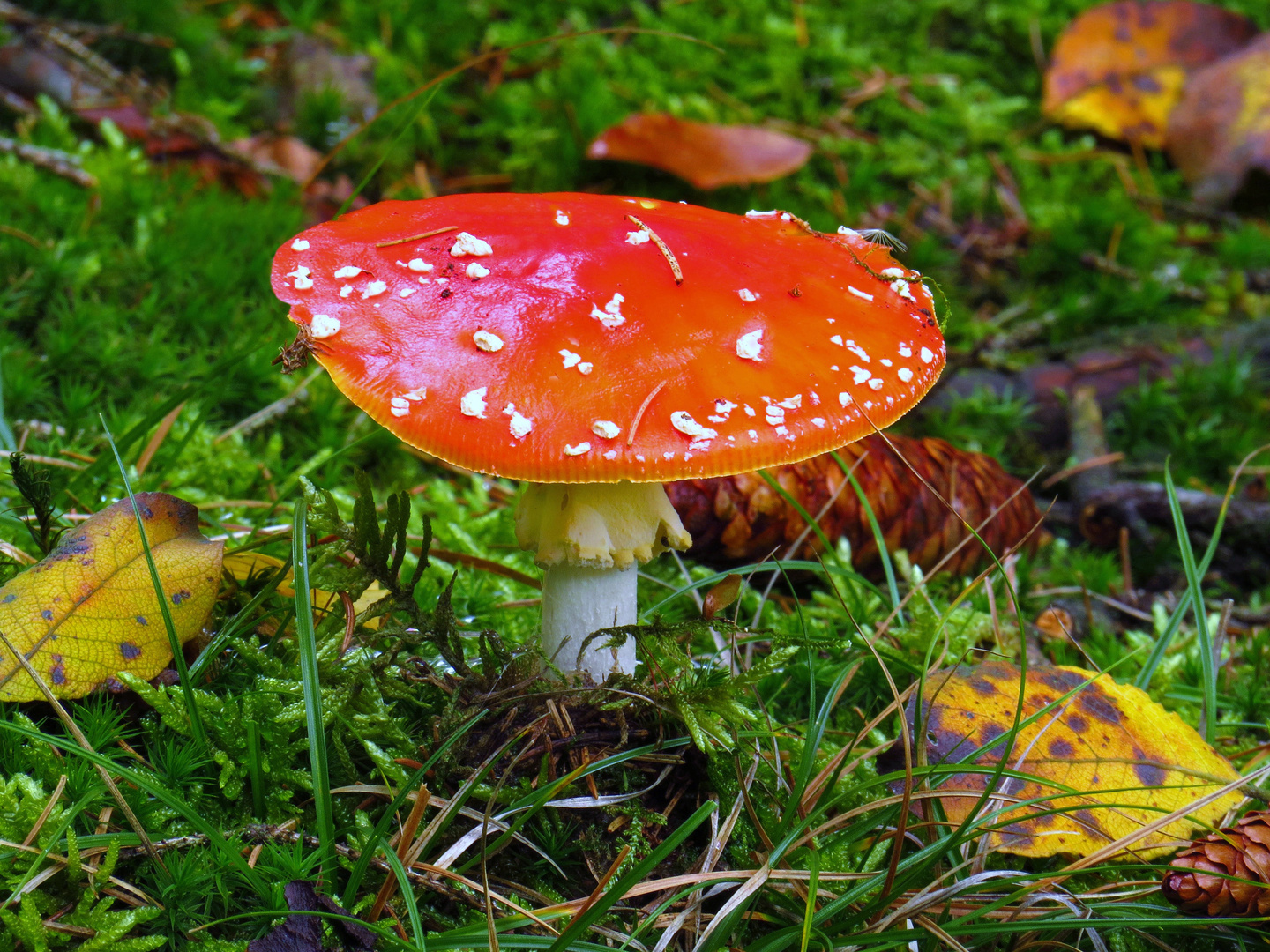 Fliegenpilz, Amanita muscaria