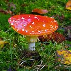 Fliegenpilz, Amanita muscaria