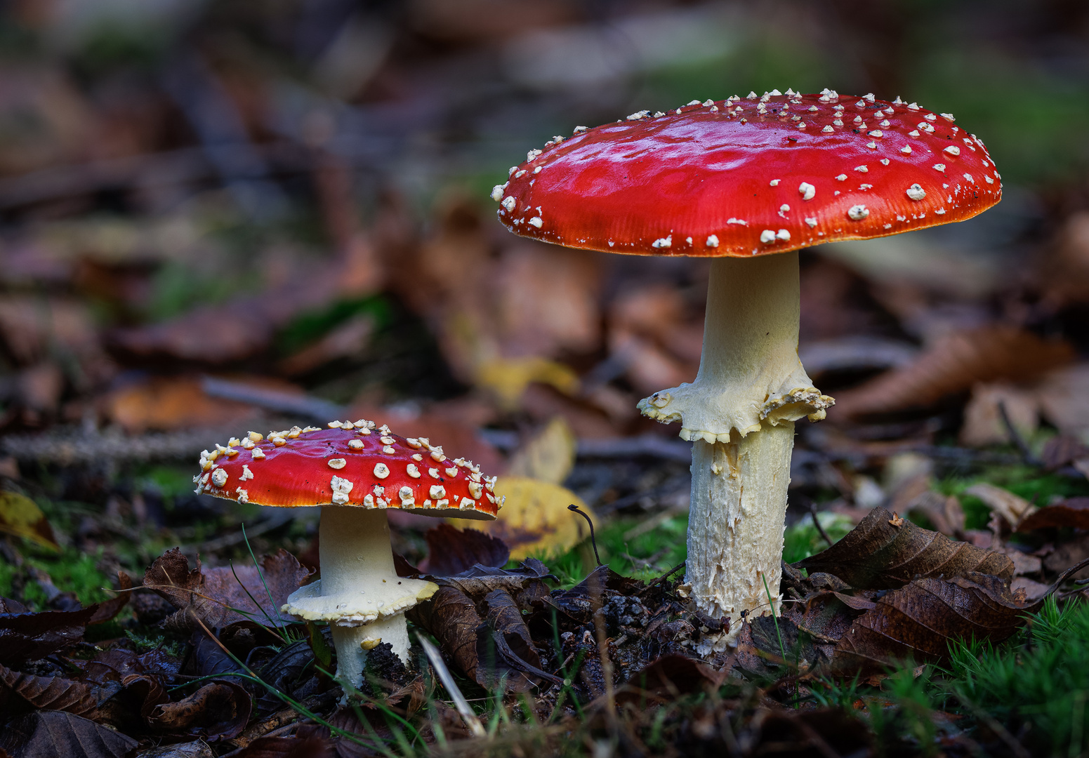 Fliegenpilz (Amanita muscaria)