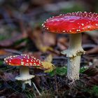 Fliegenpilz (Amanita muscaria)