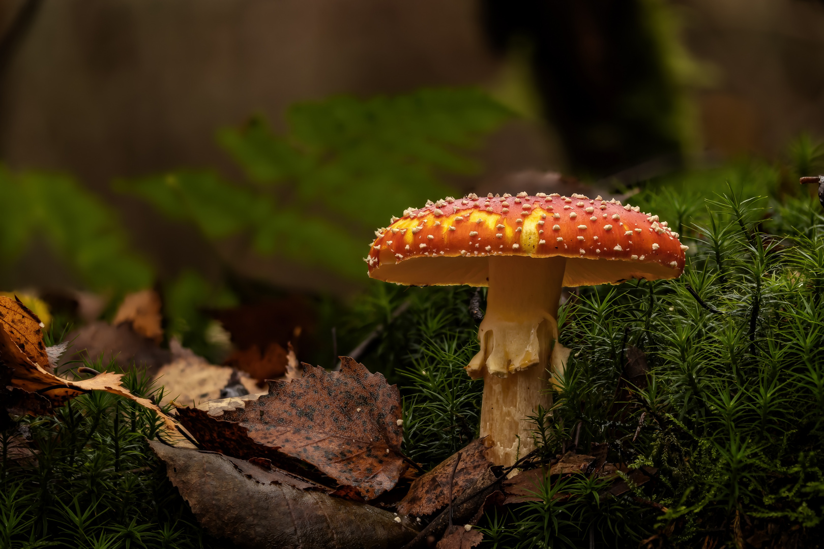 Fliegenpilz (Amanita muscaria)