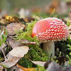 Fliegenpilz (Amanita muscaria)