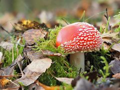 Fliegenpilz (Amanita muscaria)