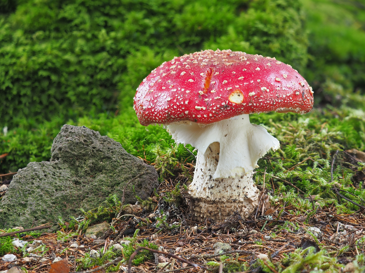 Fliegenpilz (Amanita muscaria)