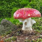 Fliegenpilz (Amanita muscaria)