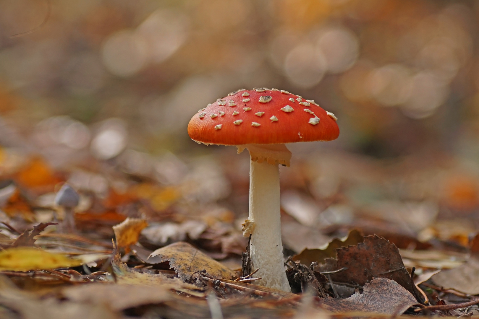 Fliegenpilz (Amanita muscaria)