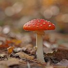 Fliegenpilz (Amanita muscaria)