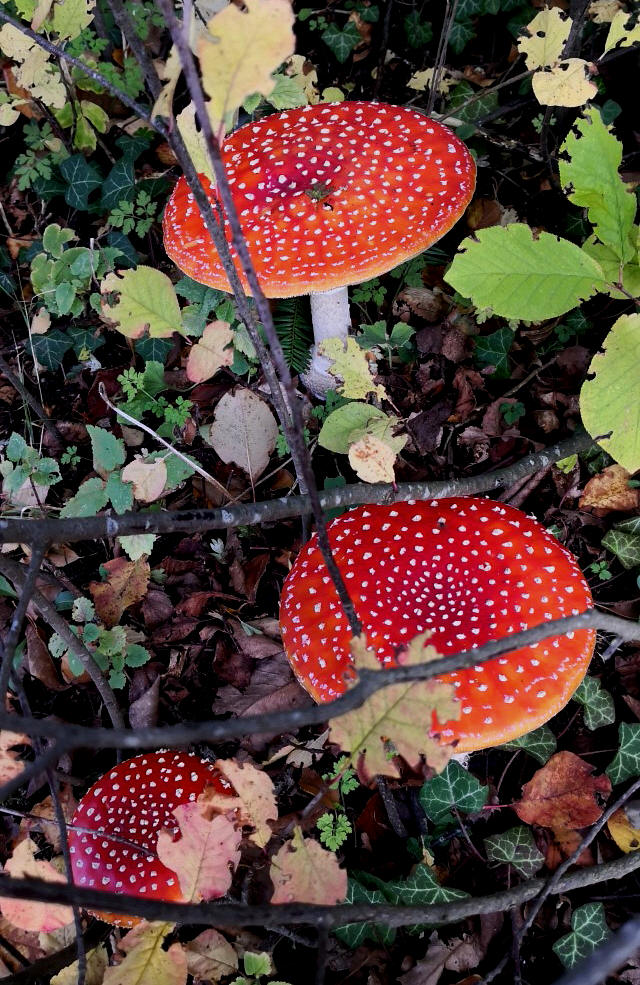 Fliegenpilz (Amanita muscaria)...