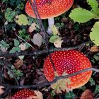 Fliegenpilz (Amanita muscaria)...