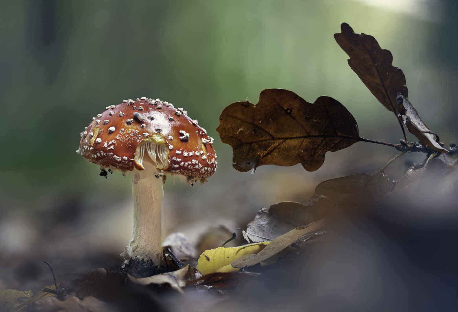 Fliegenpilz (amanita muscaria)