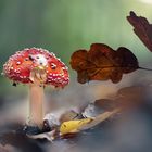 Fliegenpilz (amanita muscaria)