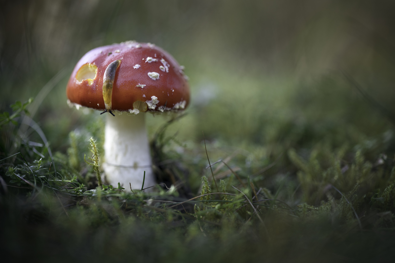 Fliegenpilz (amanita muscaria)