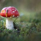 Fliegenpilz (amanita muscaria)