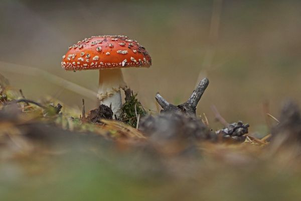 Fliegenpilz (Amanita muscaria)