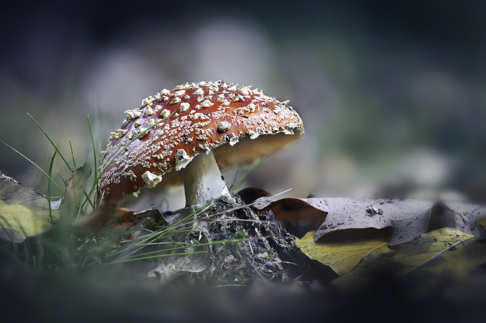 Fliegenpilz (amanita muscaria)