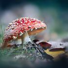 Fliegenpilz (amanita muscaria)