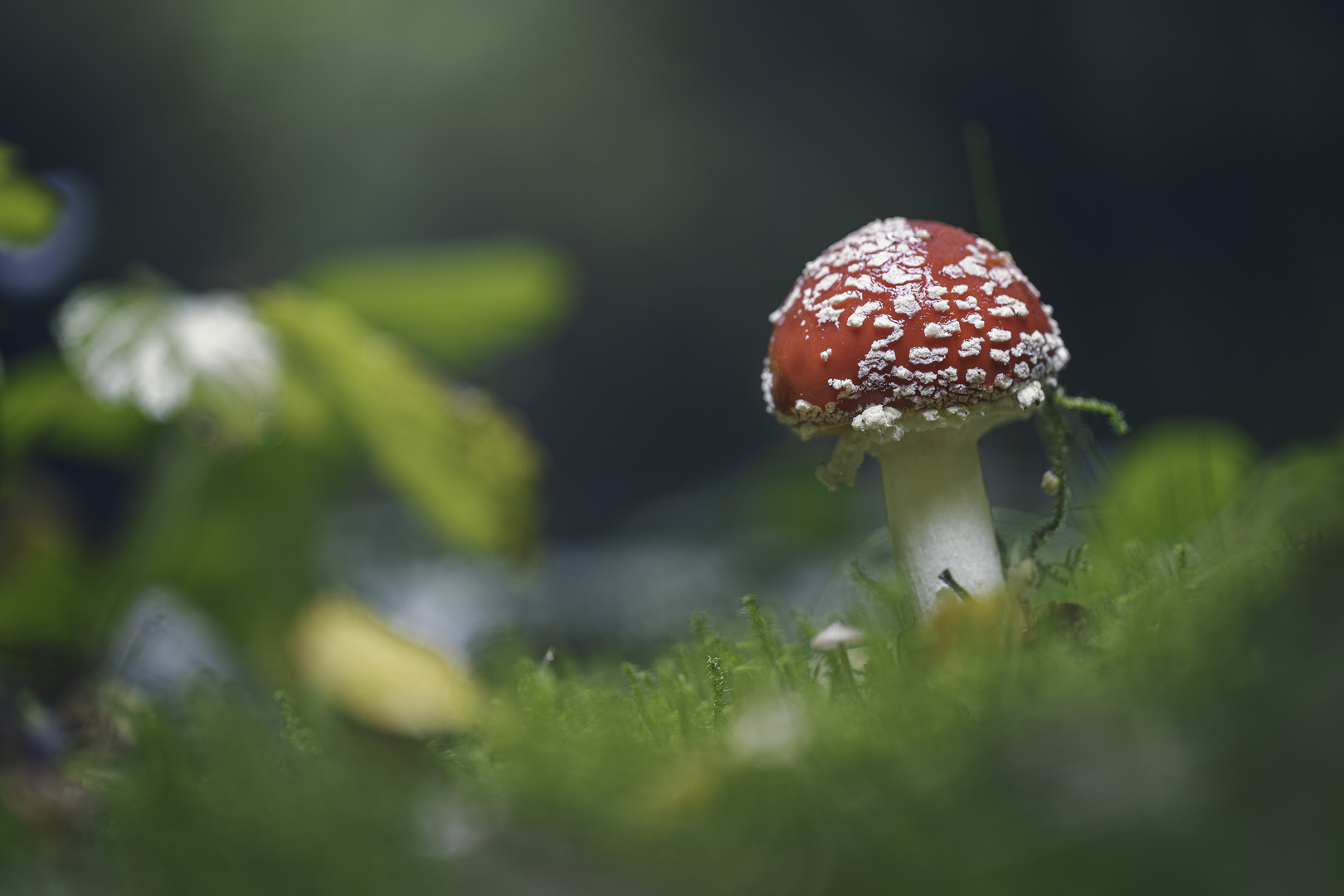 Fliegenpilz (amanita muscaria)