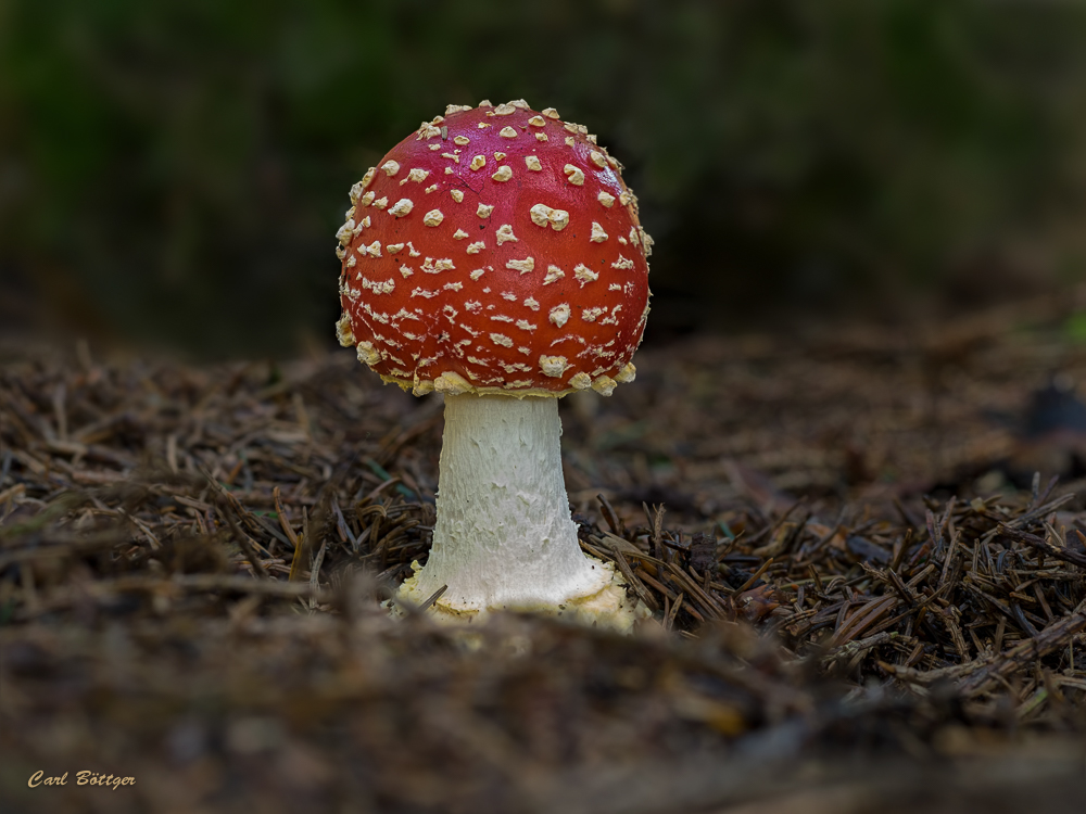 Fliegenpilz (Amanita muscaria)