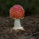 Fliegenpilz (Amanita muscaria)