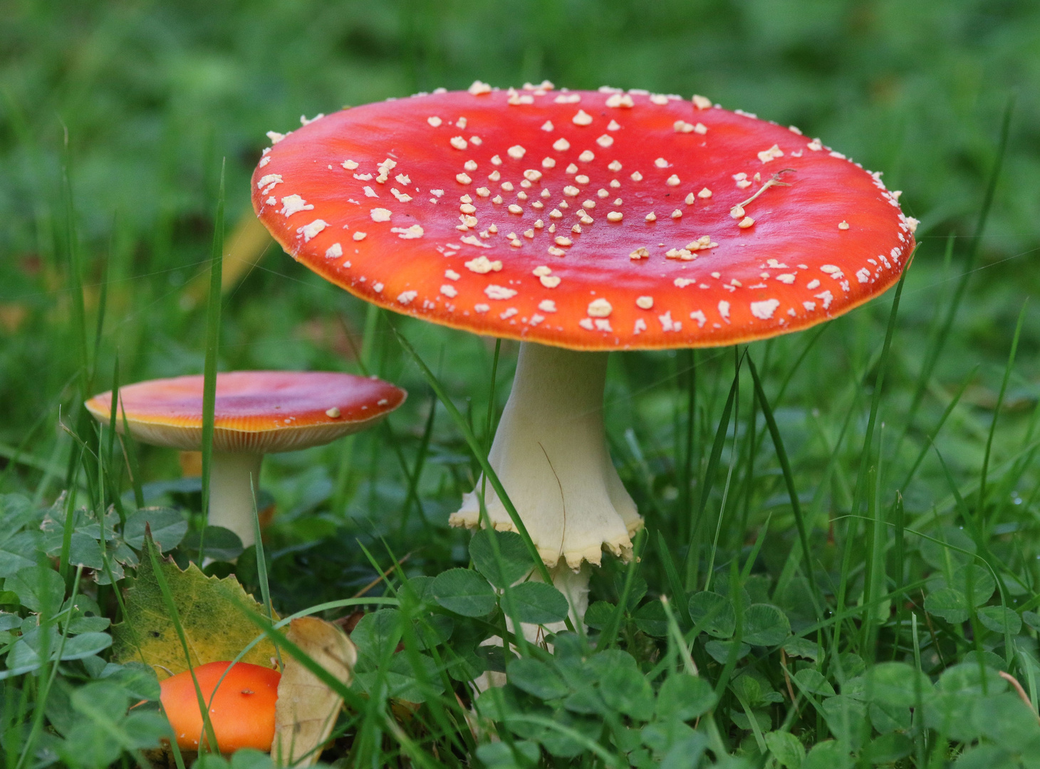 Fliegenpilz (Amanita muscaria)