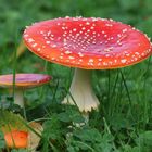 Fliegenpilz (Amanita muscaria)