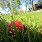 Fliegenpilz (Amanita muscaria)