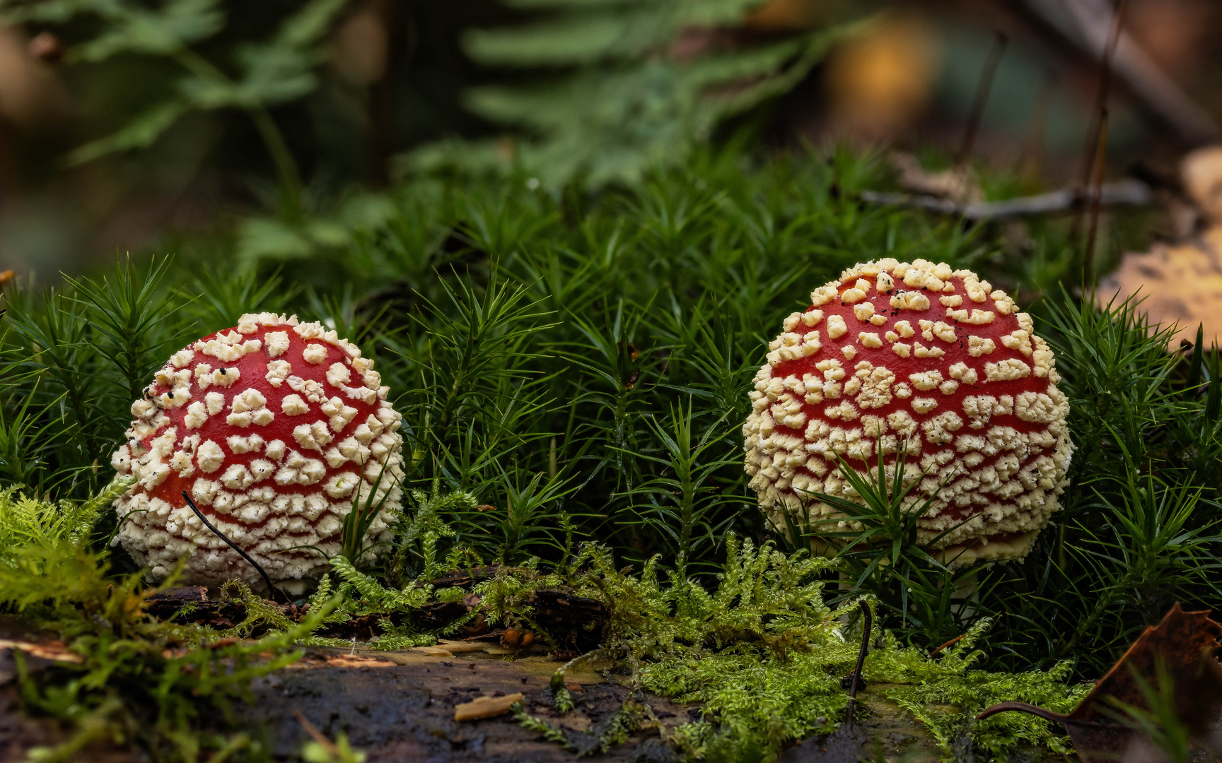 Fliegenpilz (Amanita muscaria)