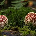 Fliegenpilz (Amanita muscaria)