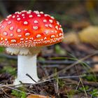 Fliegenpilz (Amanita muscaria).....