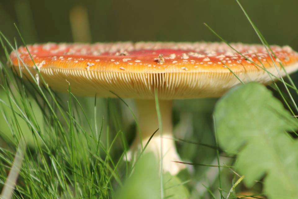 Fliegenpilz... Amanita muscaria