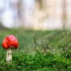 Fliegenpilz (Amanita muscaria)