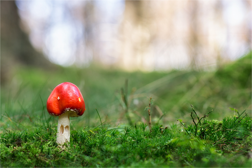 Fliegenpilz (Amanita muscaria)