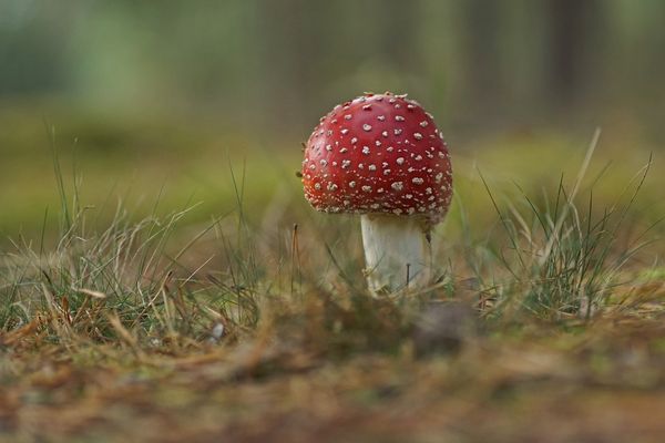 Fliegenpilz (Amanita muscaria)