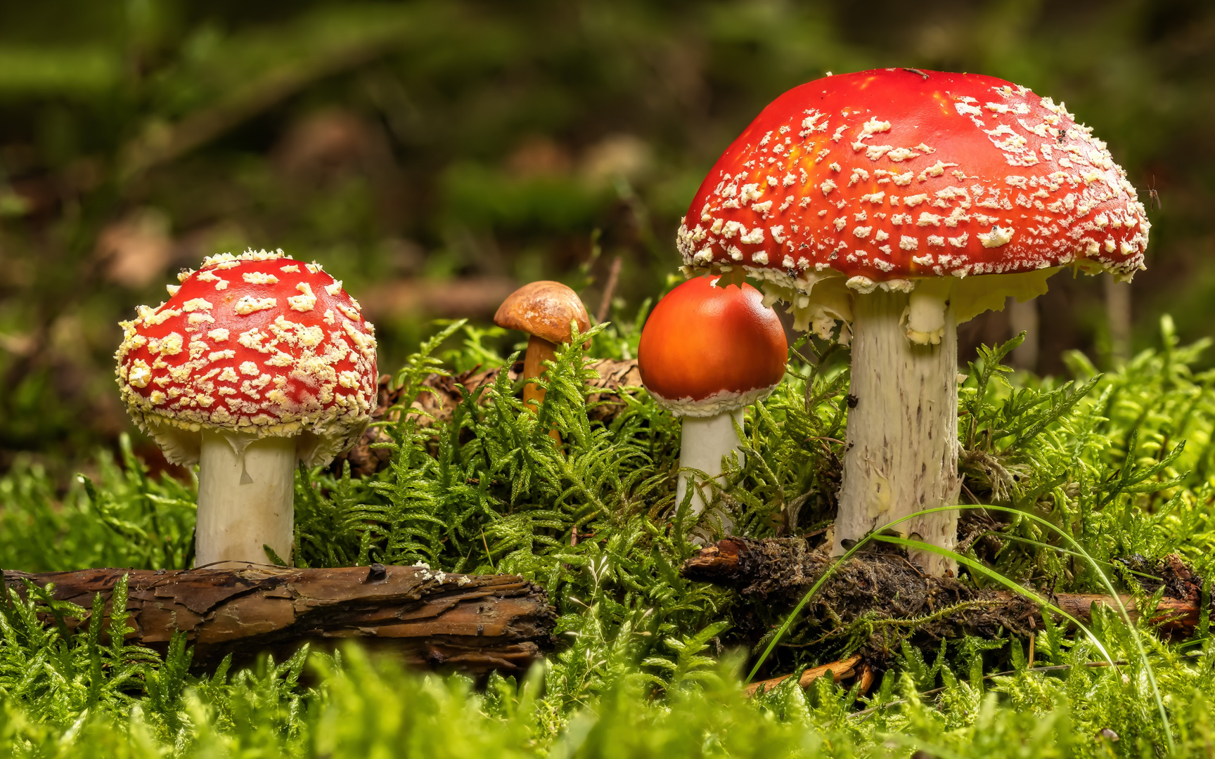 Fliegenpilz (Amanita muscaria)