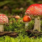 Fliegenpilz (Amanita muscaria)