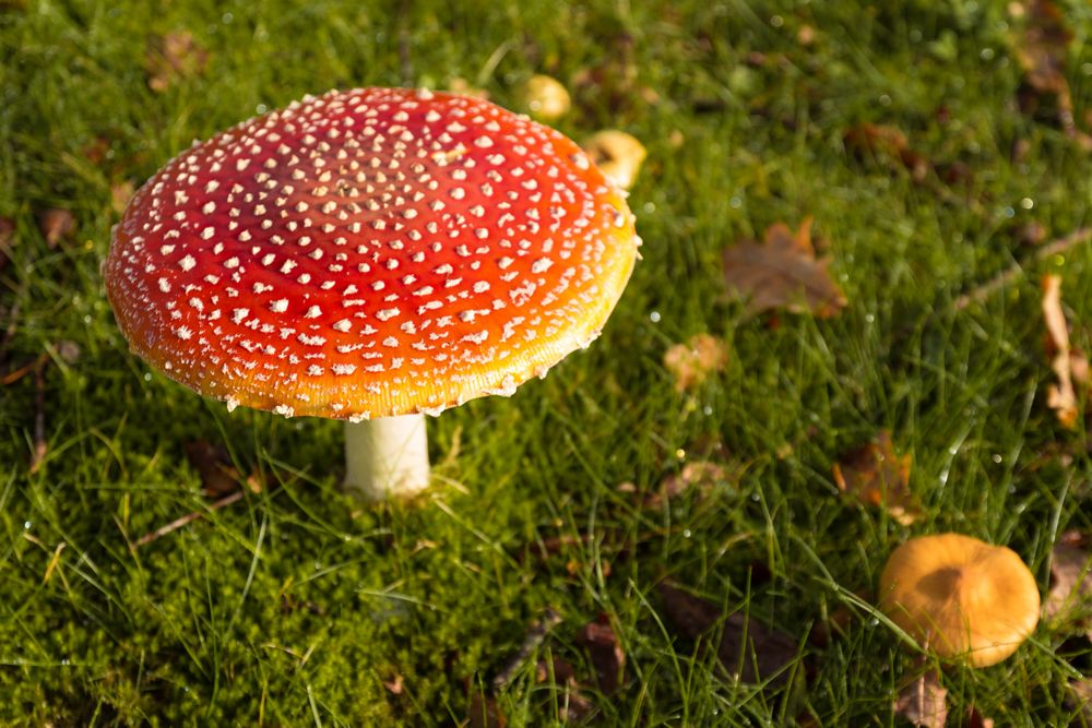 Fliegenpilz (Amanita muscaria)