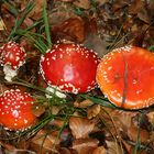 Fliegenpilz -Amanita muscaria- -8-